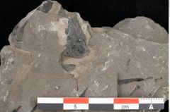 Foto (Detailansicht) von Palissya araunii Endl. (NHMW-GEO-2024-0188-10581)
